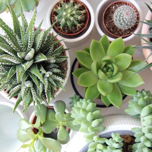 Indoor plants are good for health.